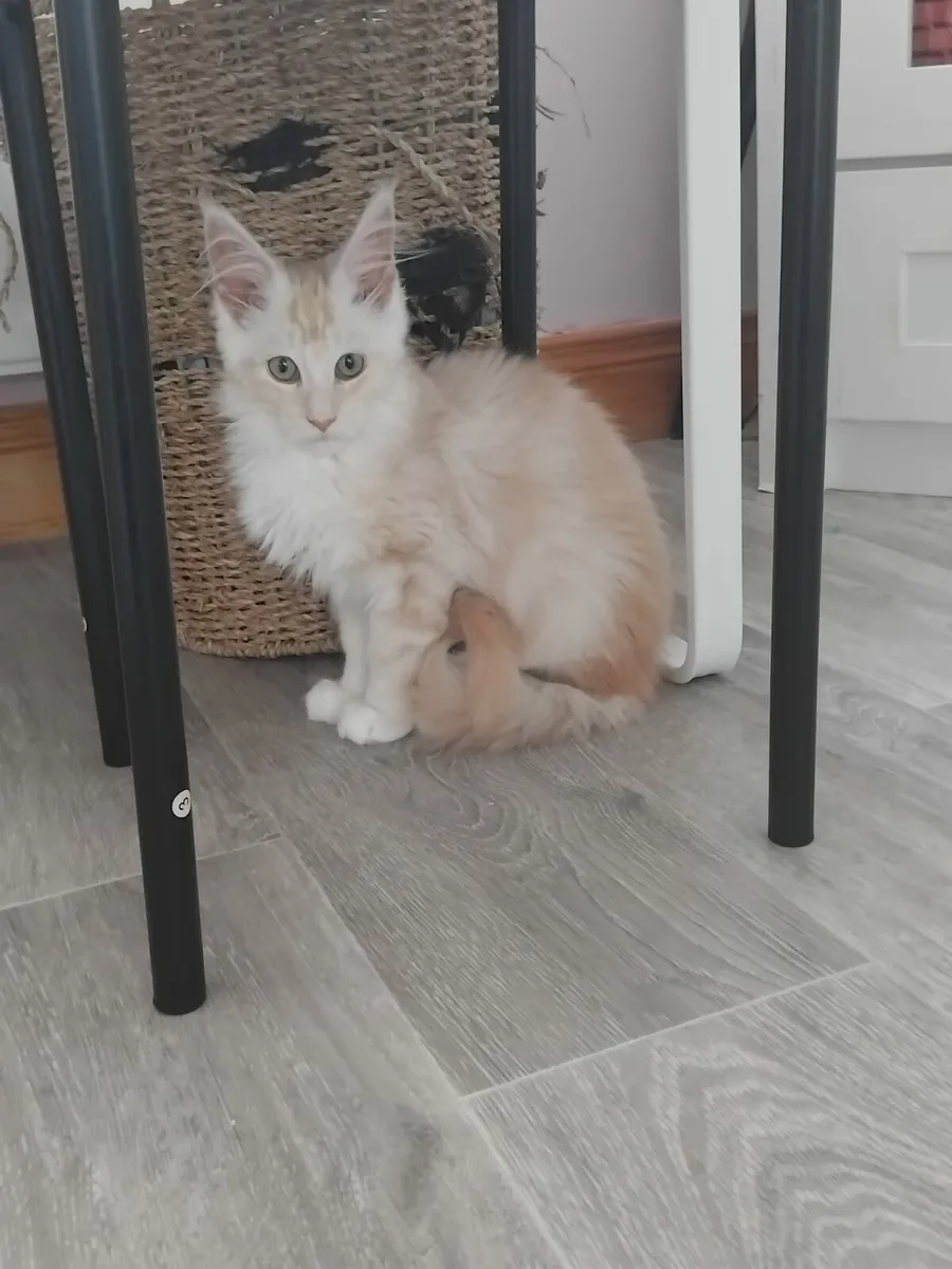 Maine coon boy available 💙 - Image 1