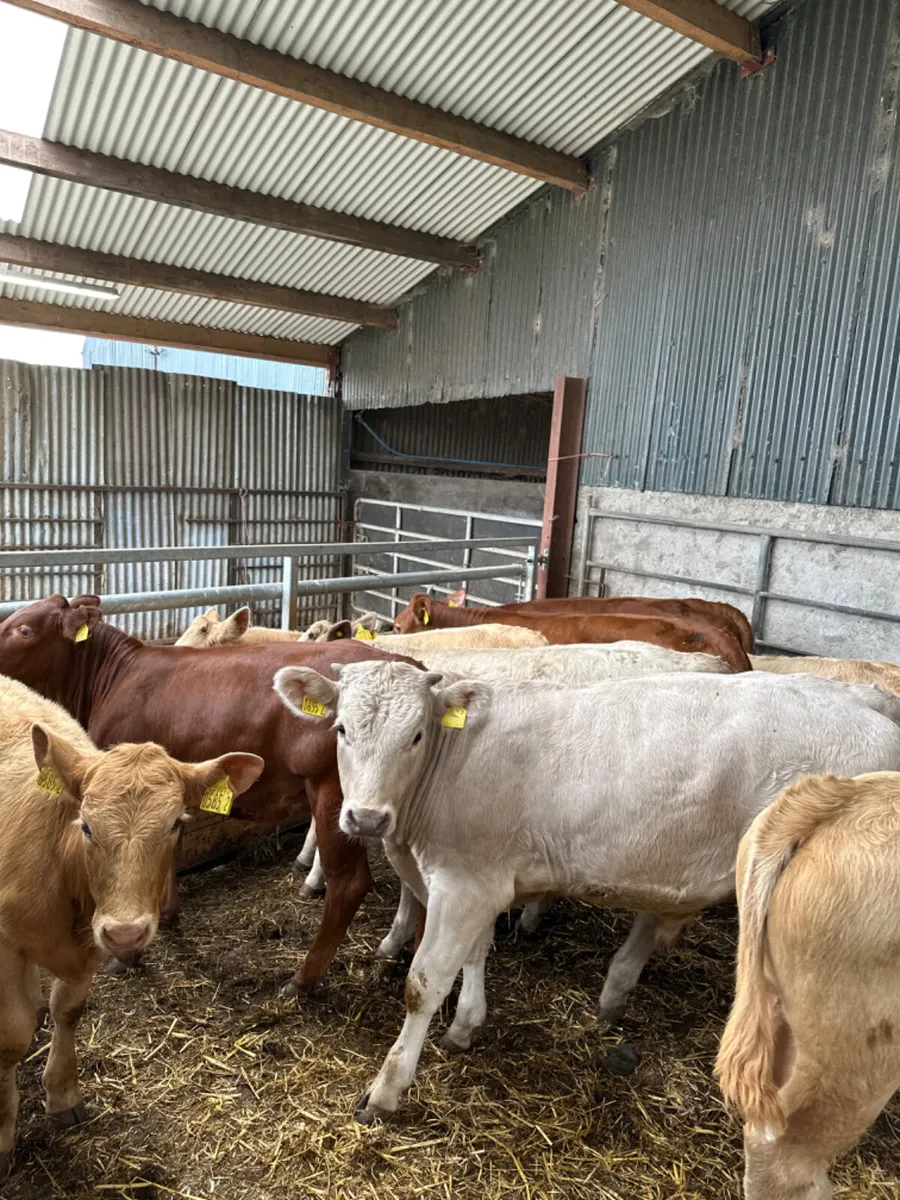 Charolais and lim bulls heifers - Image 4