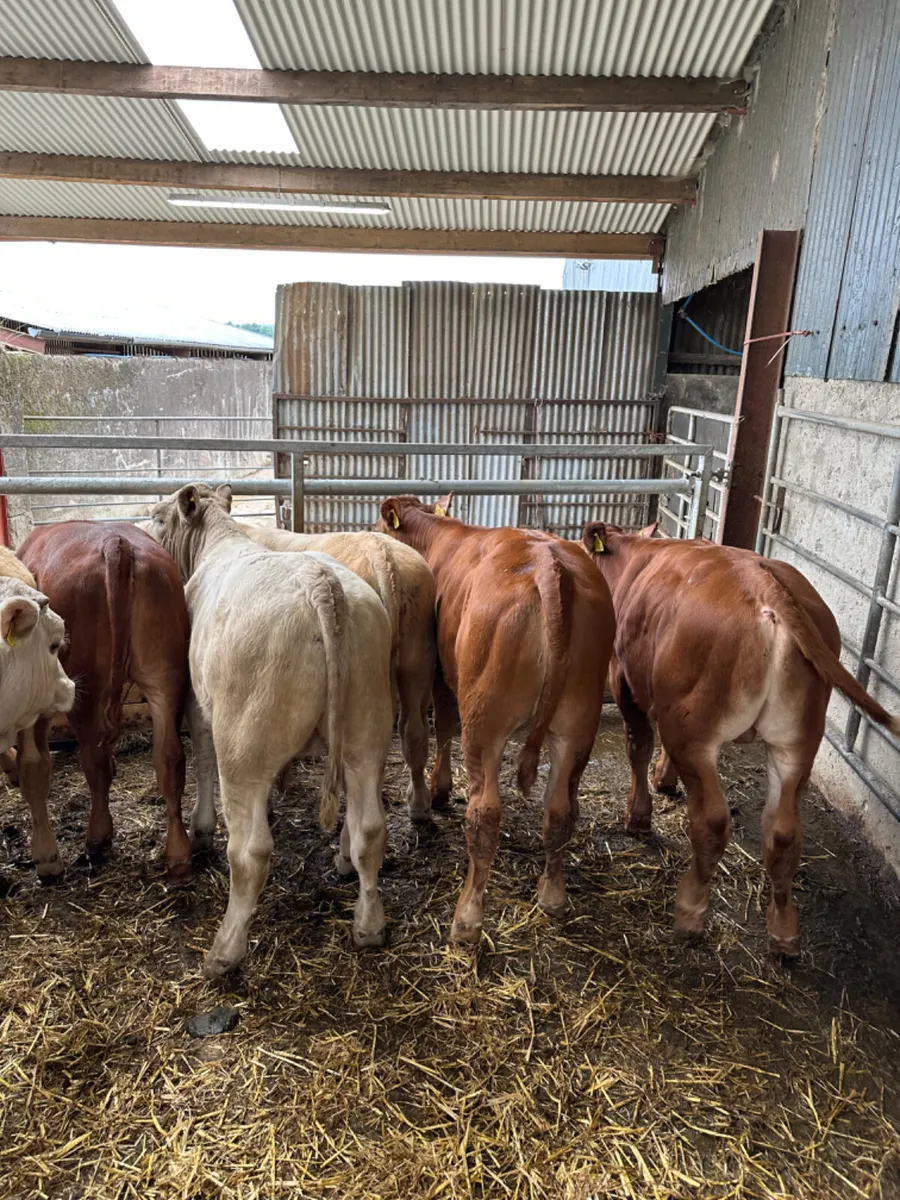 Charolais and lim bulls heifers - Image 1