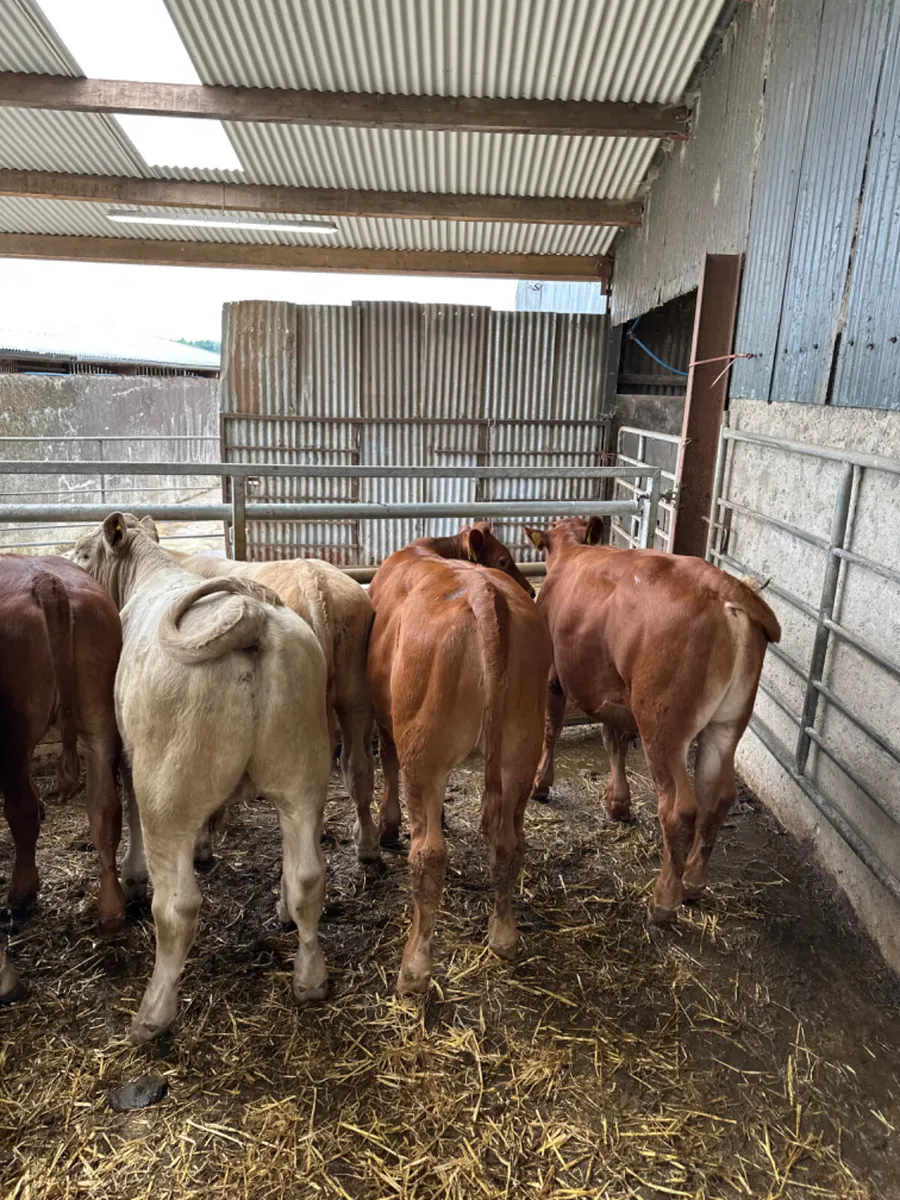 Charolais and lim bulls heifers - Image 3