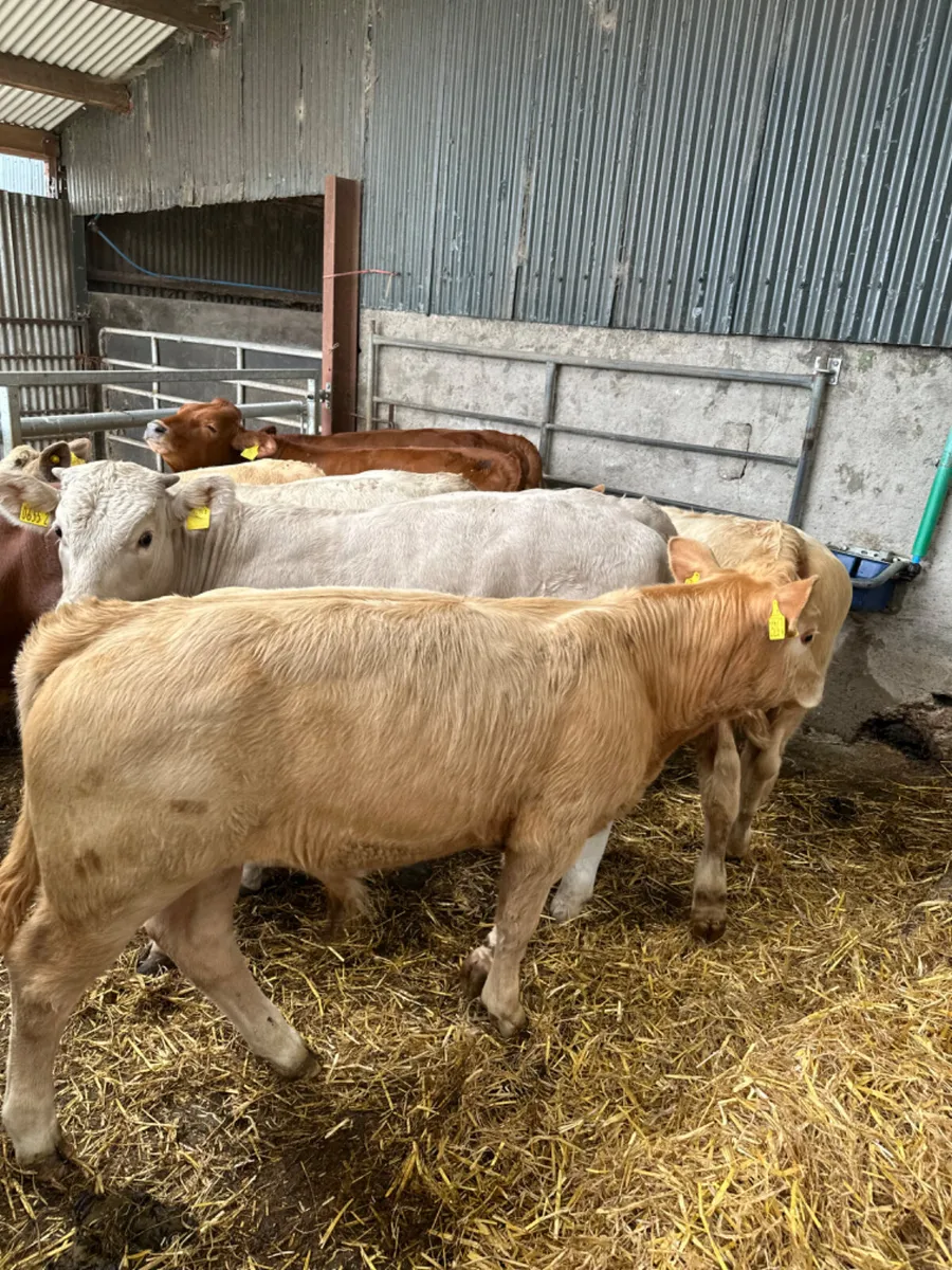 Charolais and lim bulls heifers - Image 2