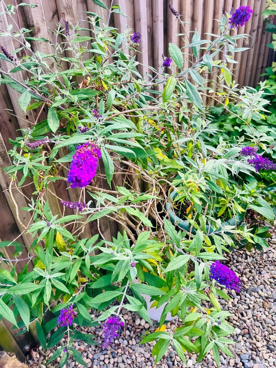 Quick sale of plants - Image 1