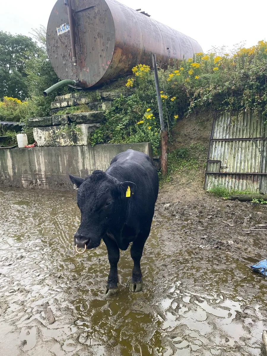 Polly bull - Image 1