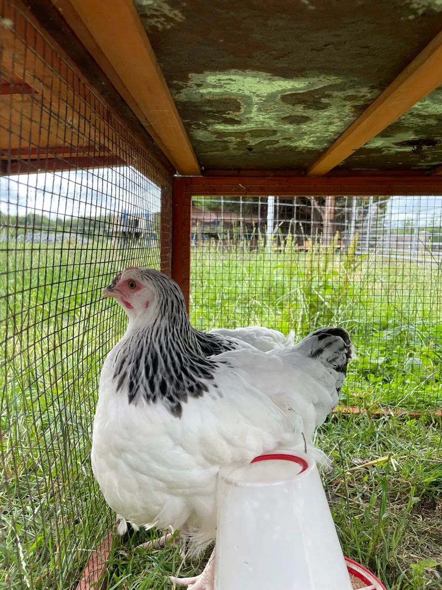 Silkie and Pedigree Sussex roosters - Image 1