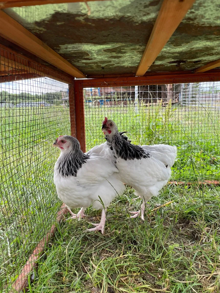 Silkie and Pedigree Sussex roosters - Image 2