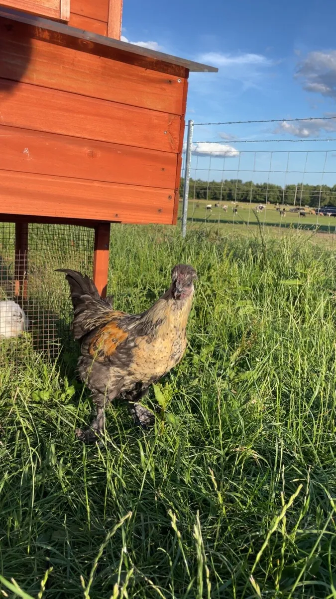 Silkie and Pedigree Sussex roosters - Image 3