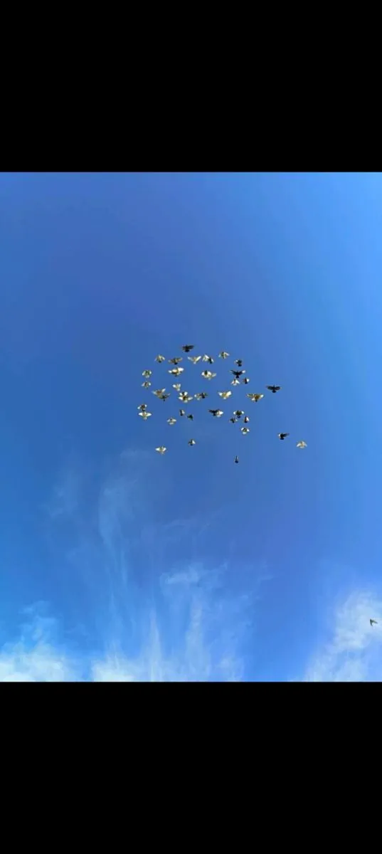 Roller pigeons - Image 2
