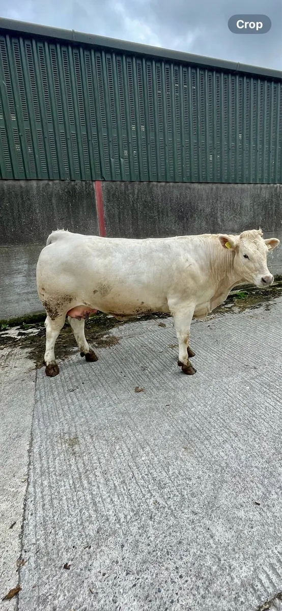Incalf Charolais heifer - Image 1