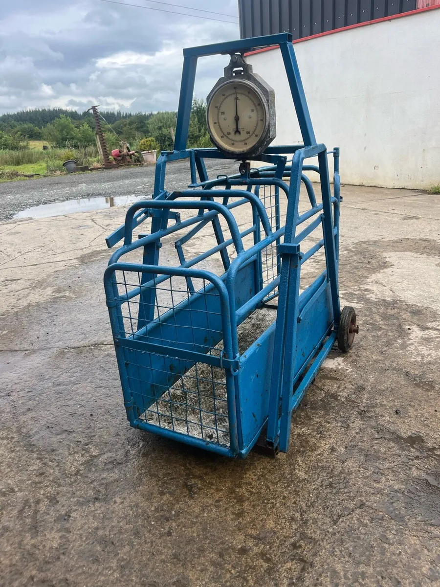 Sheep Weighbridge - Image 1