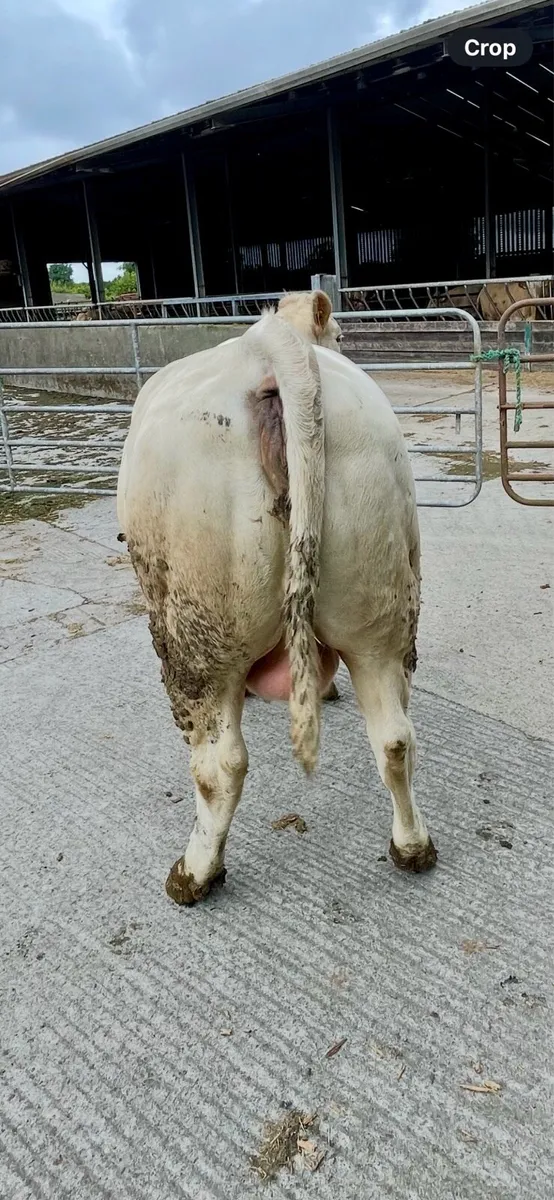 Incalf Charolais heifer - Image 2