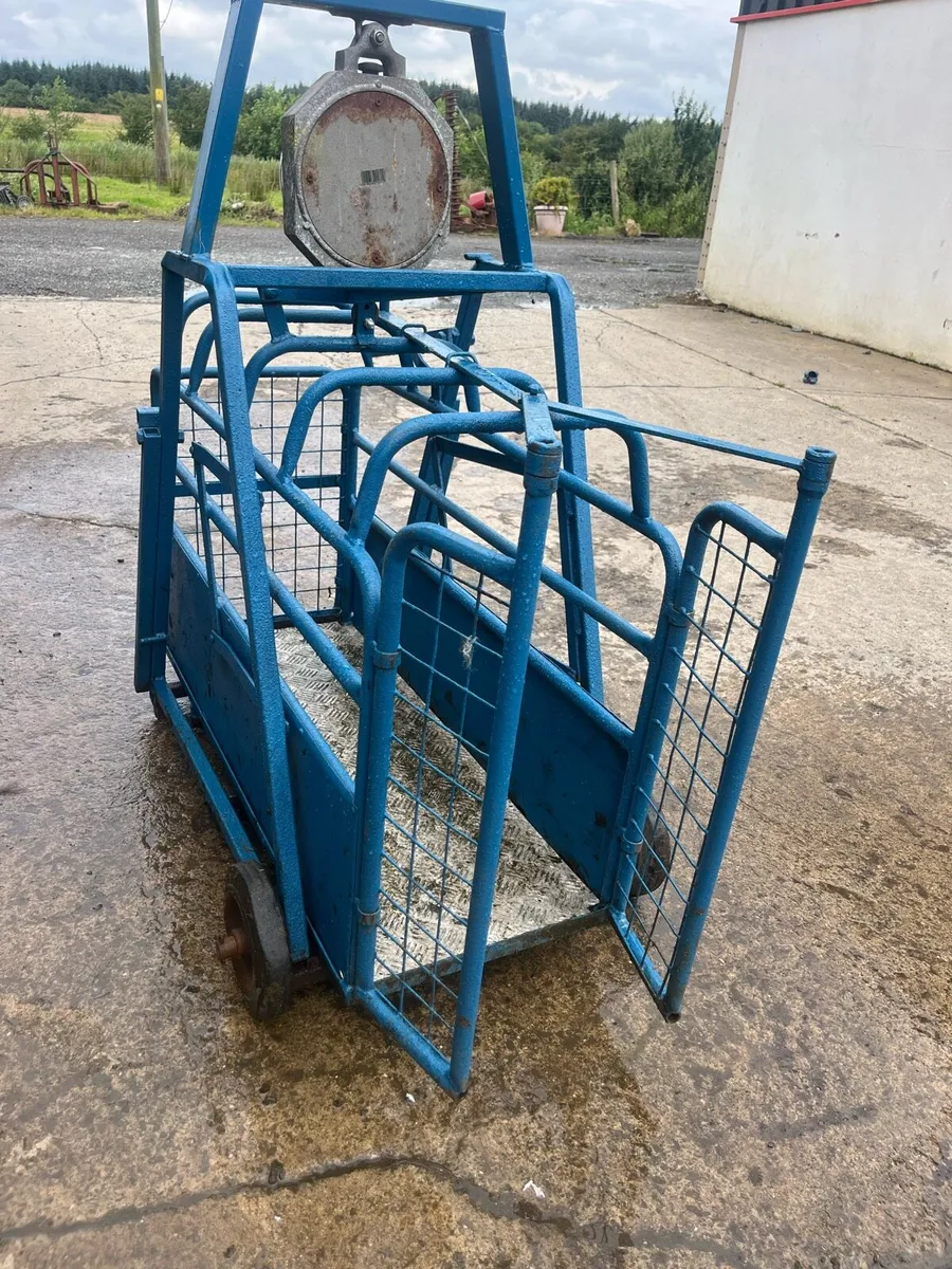 Sheep Weighbridge - Image 2