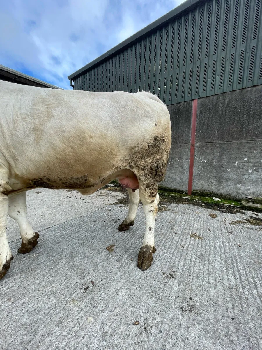 Incalf Charolais heifer - Image 3