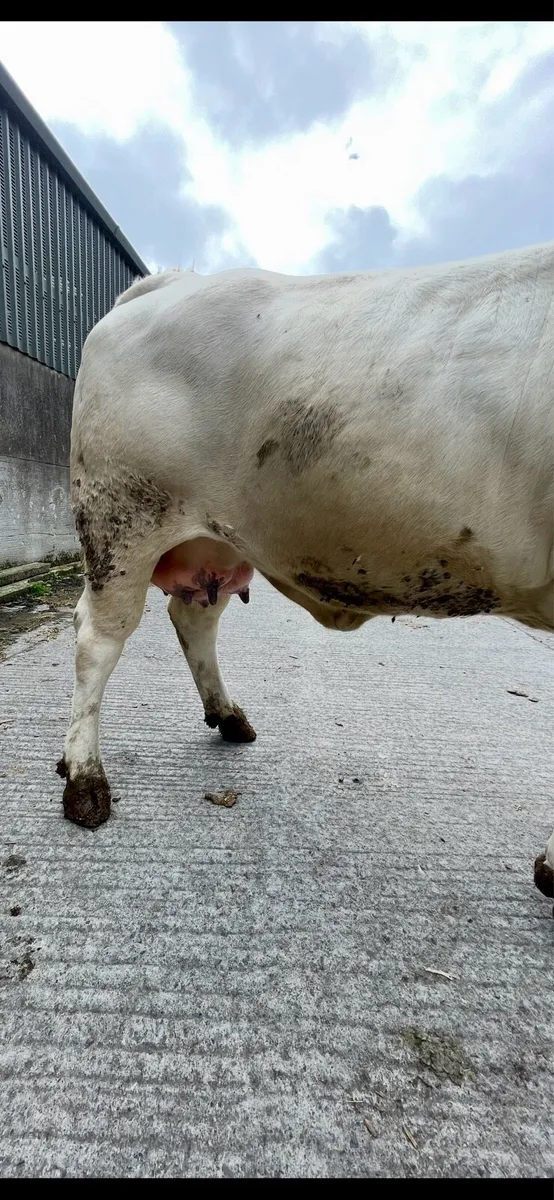 Incalf Charolais heifer - Image 4