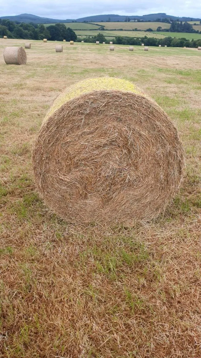 Hay Bales - Image 1