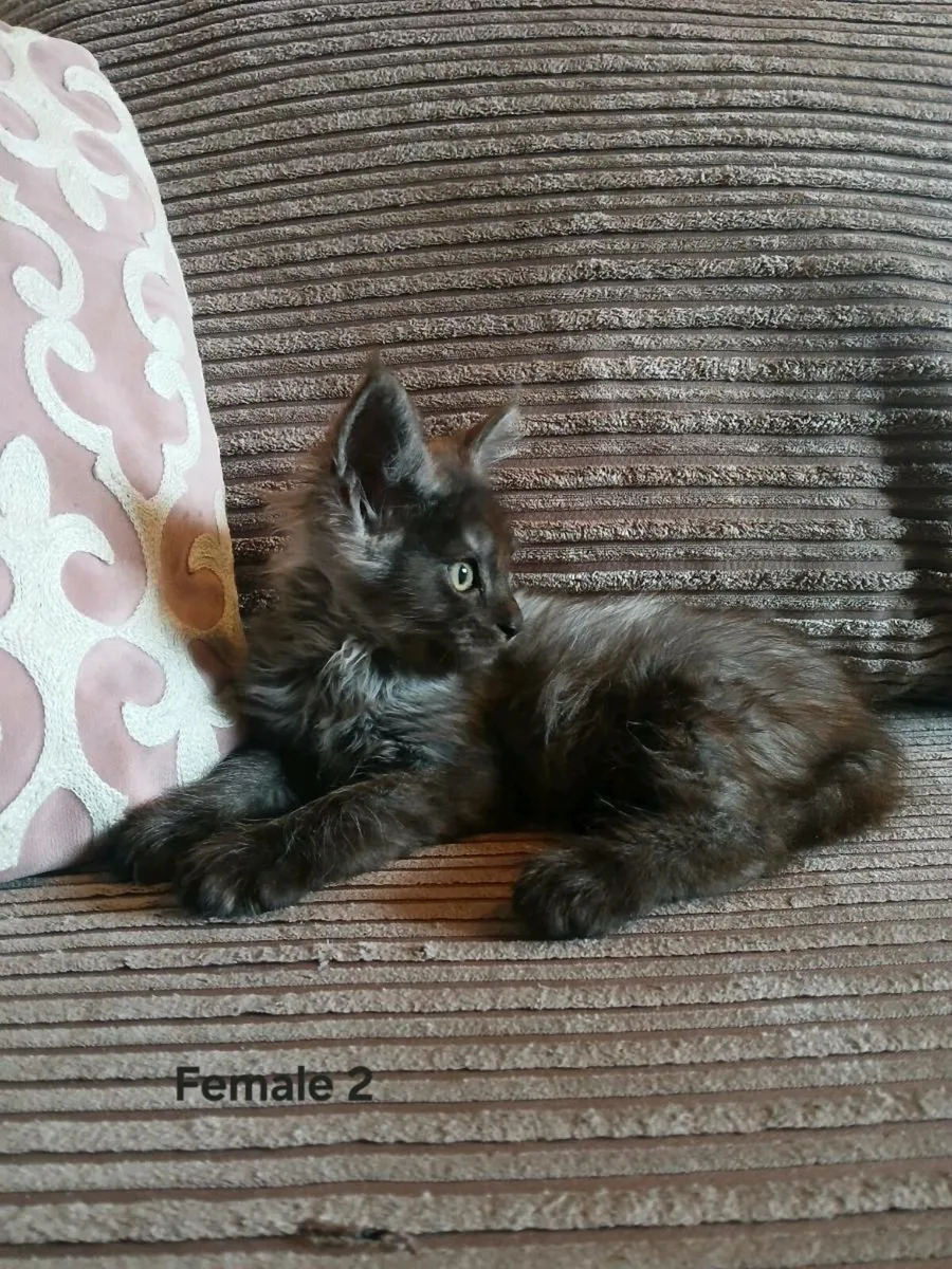 Maine coon kittens - Image 1