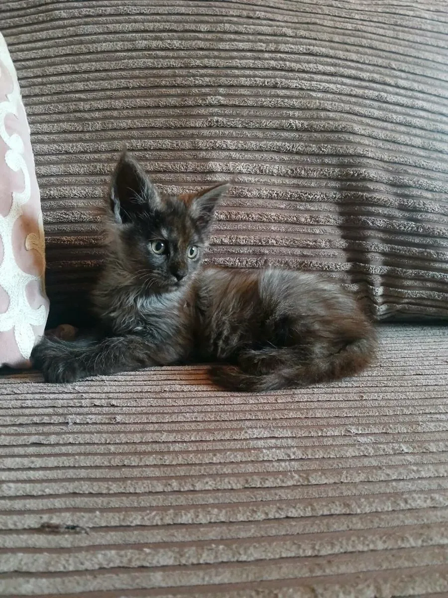 Maine coon kittens - Image 2