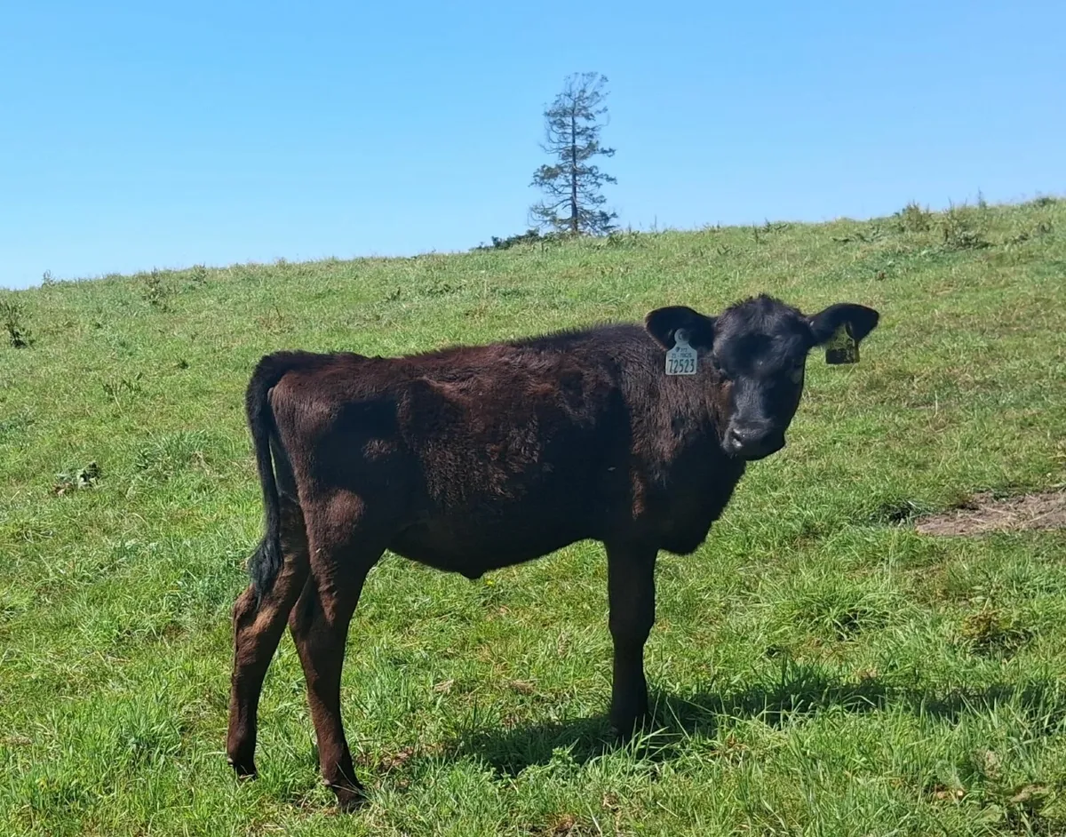 Reared Calves - Image 1