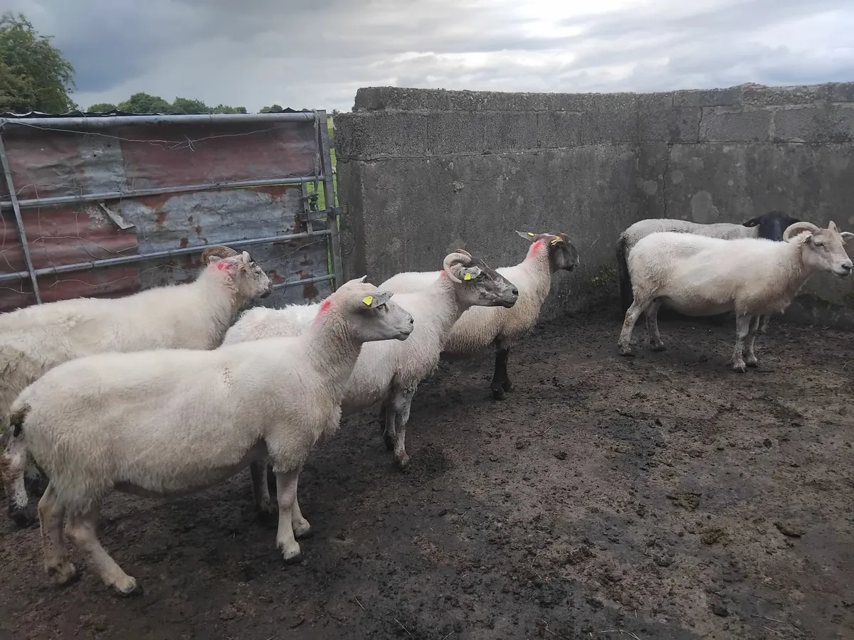Breeding  ewes - Image 1