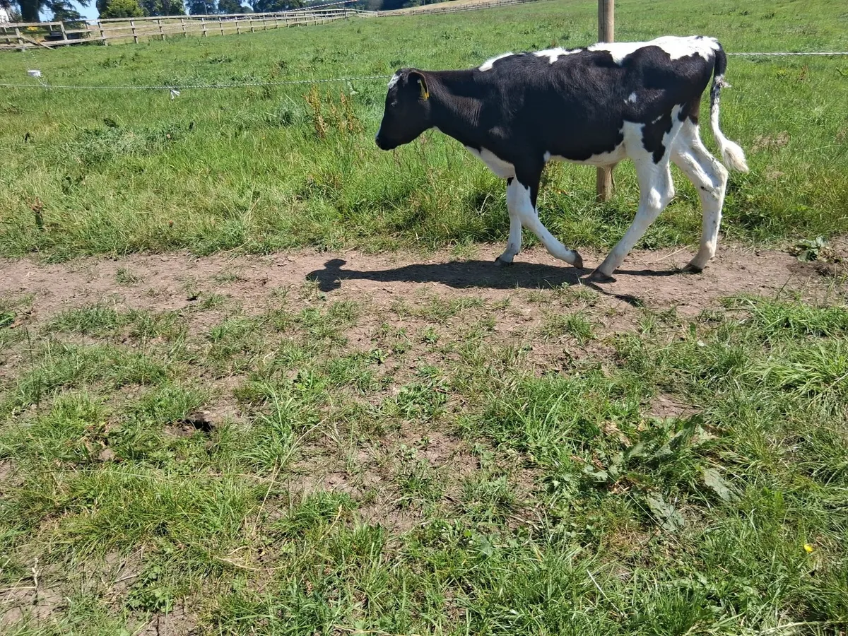 Reared Calves - Image 2