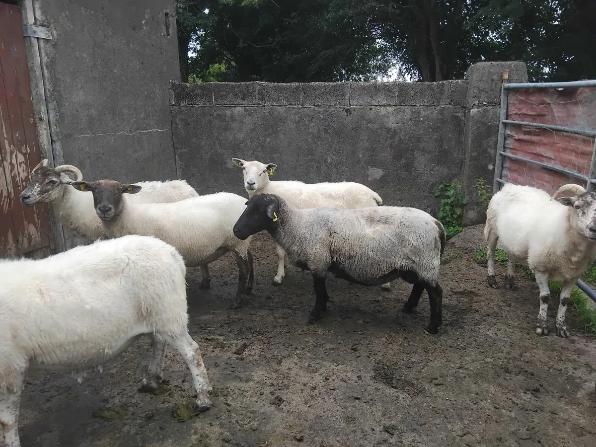 Breeding  ewes - Image 2