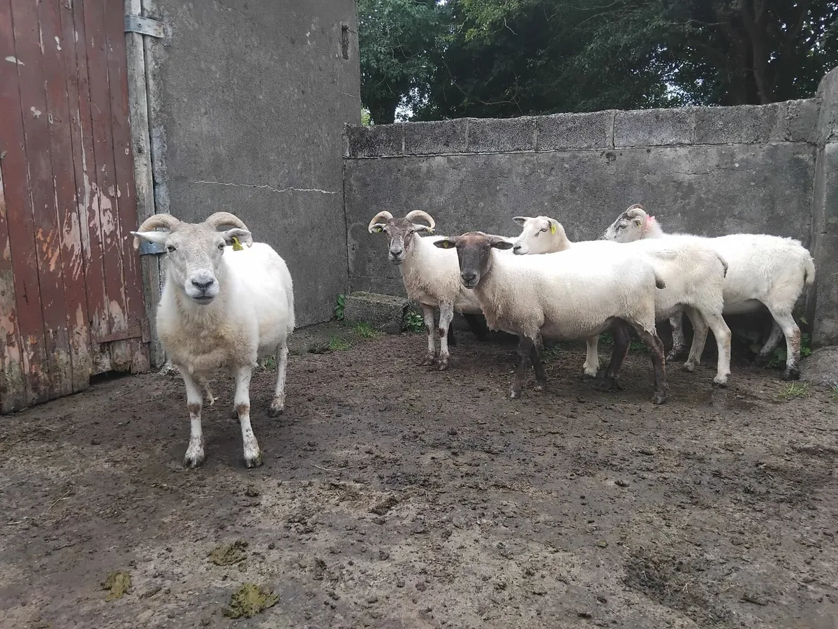 Breeding  ewes - Image 3