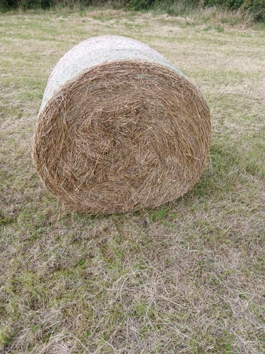 Rushy hay - Image 1