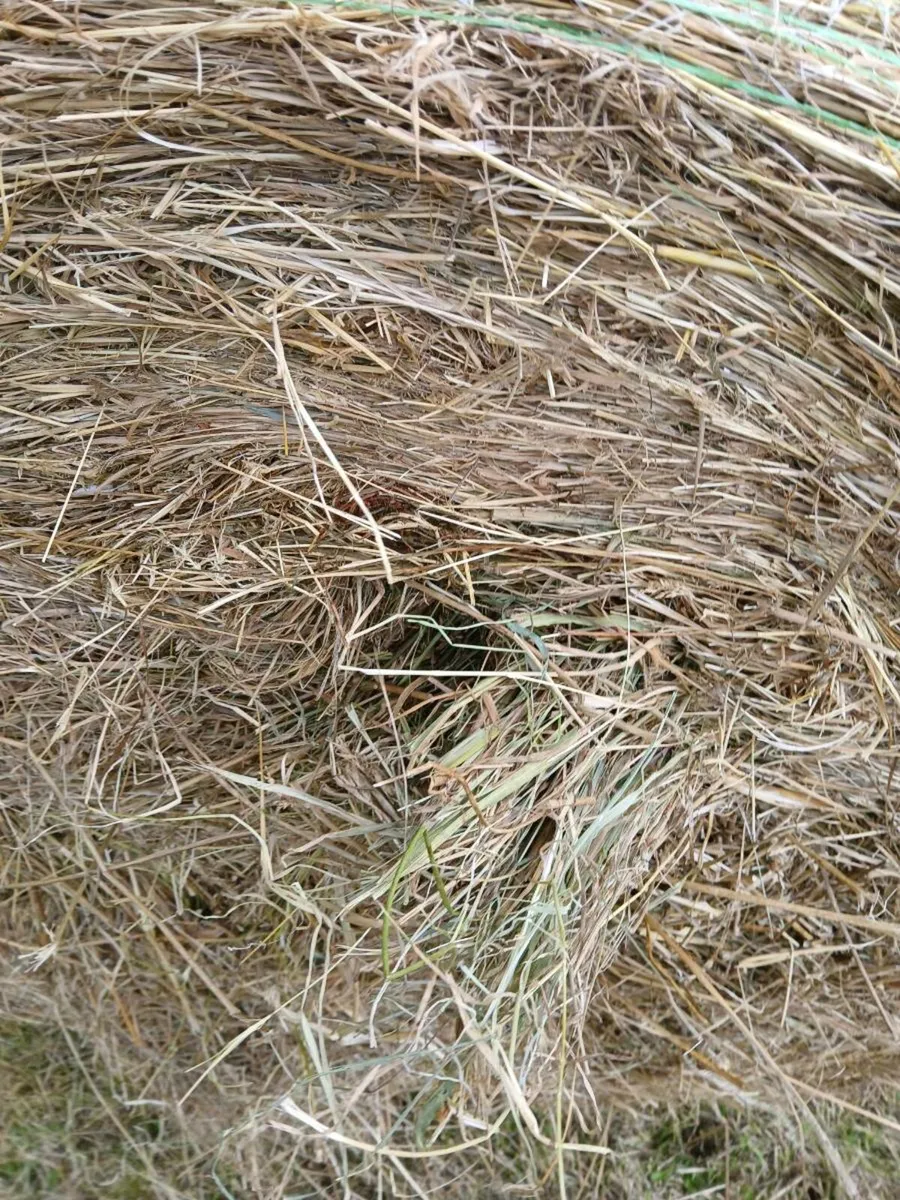 Rushy hay - Image 2