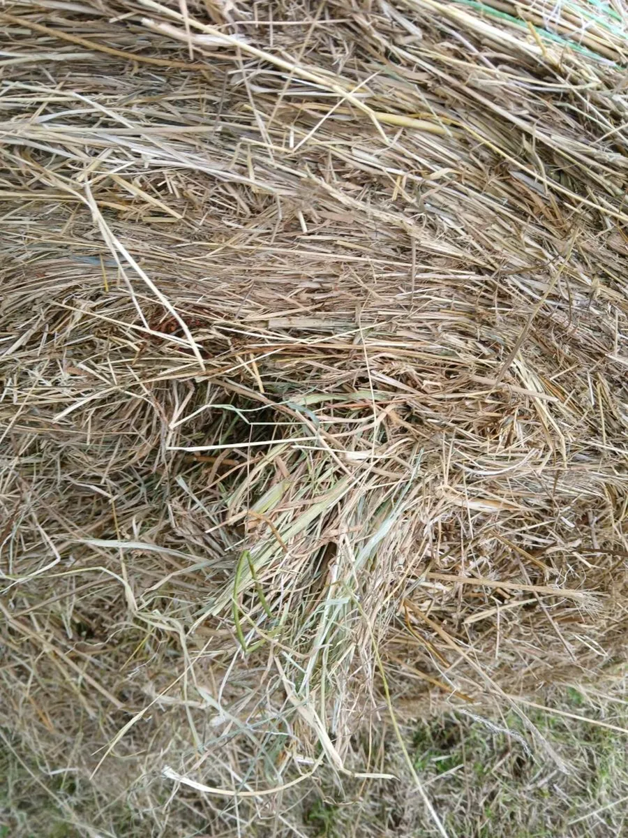 Rushy hay - Image 3