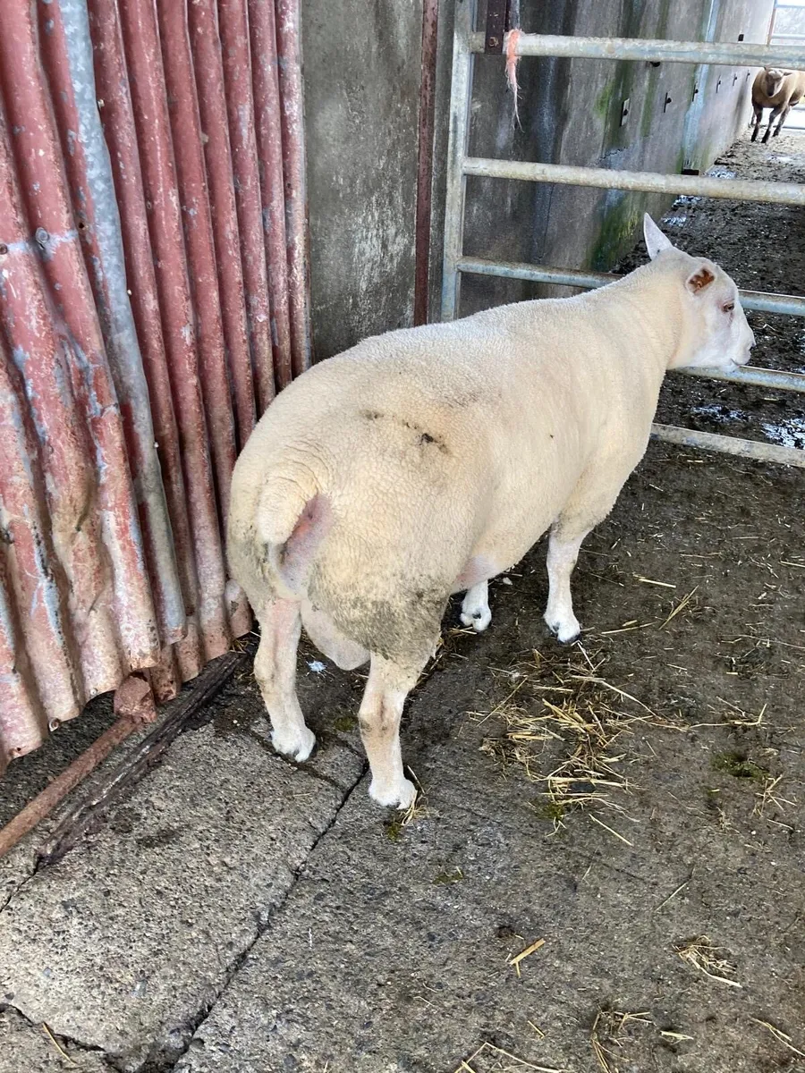 Beltex x charollais hogget ram - Image 3
