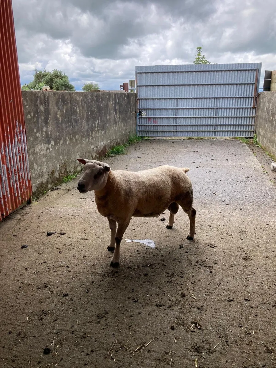 Beltex x charollais hogget ram - Image 4
