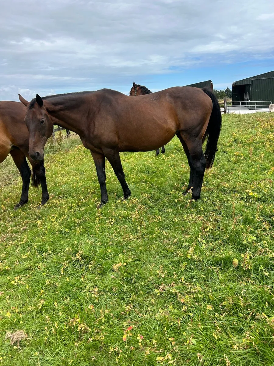 TB Getaway Brood Mare - Image 1