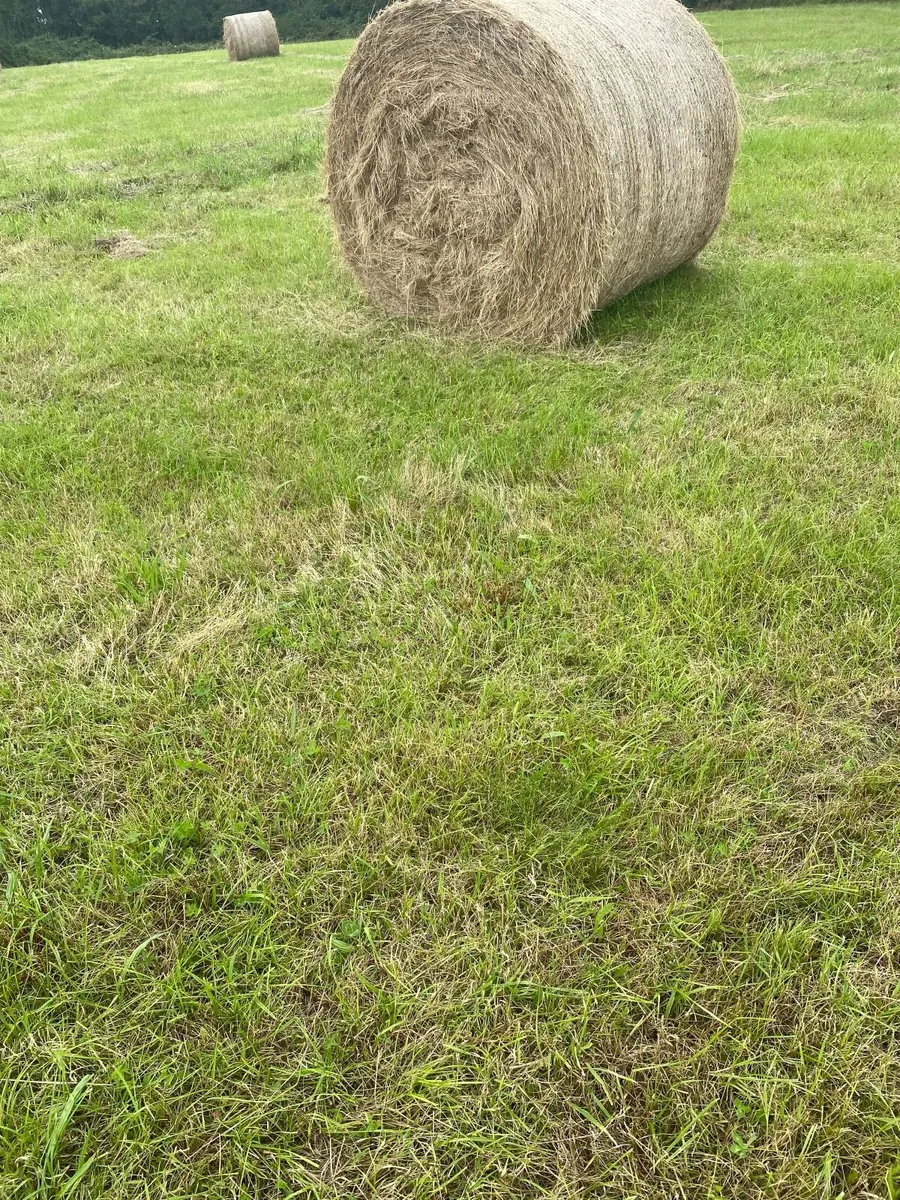Round Bales Hay - Image 4
