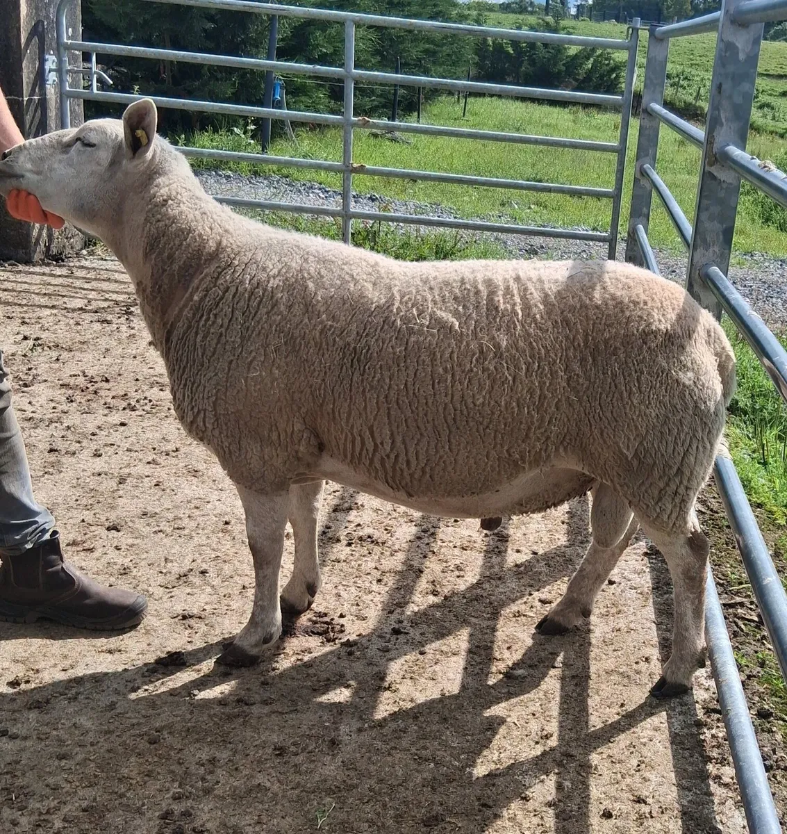 Organic ram - Image 1