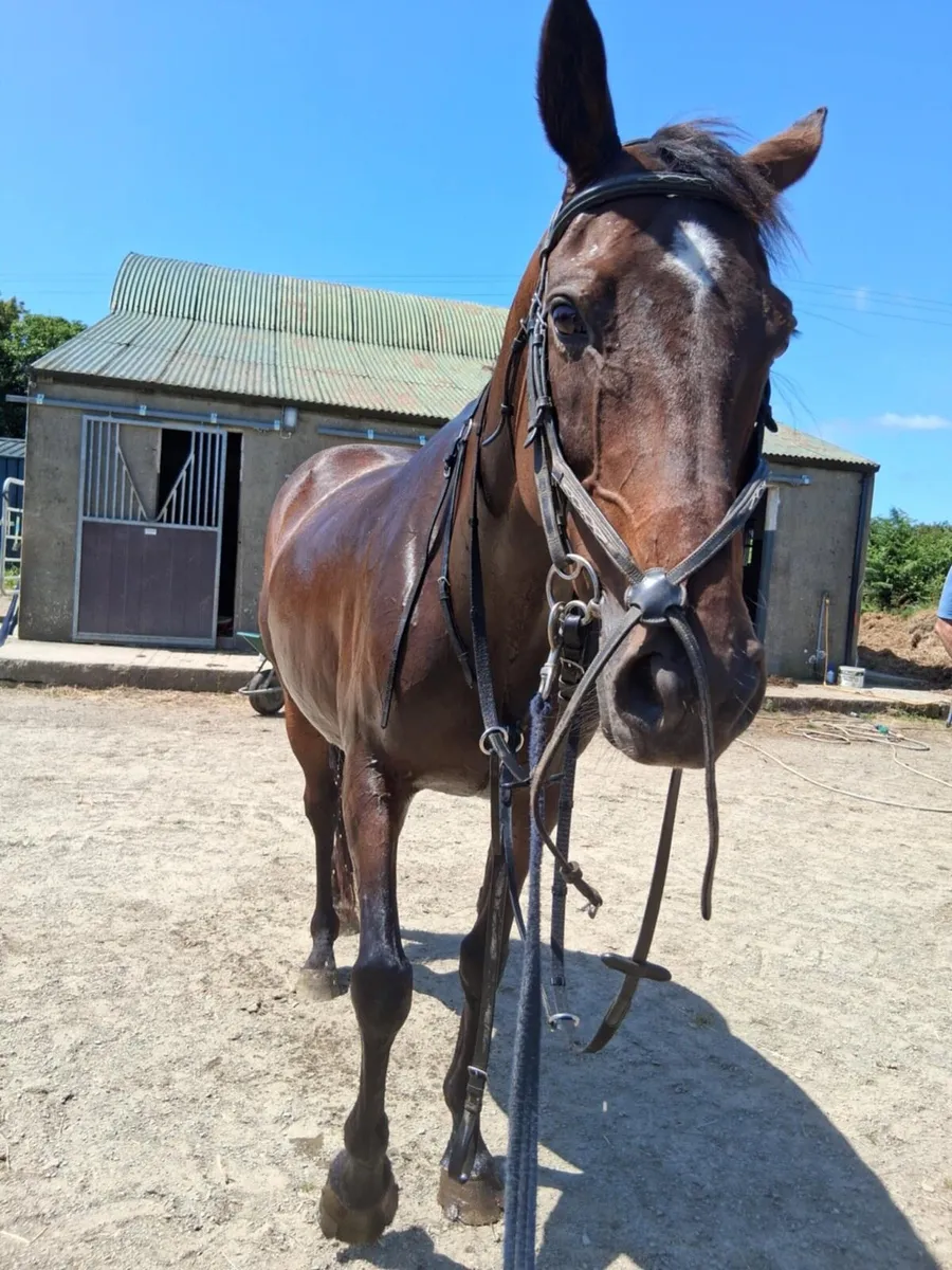 TB mare - Image 1