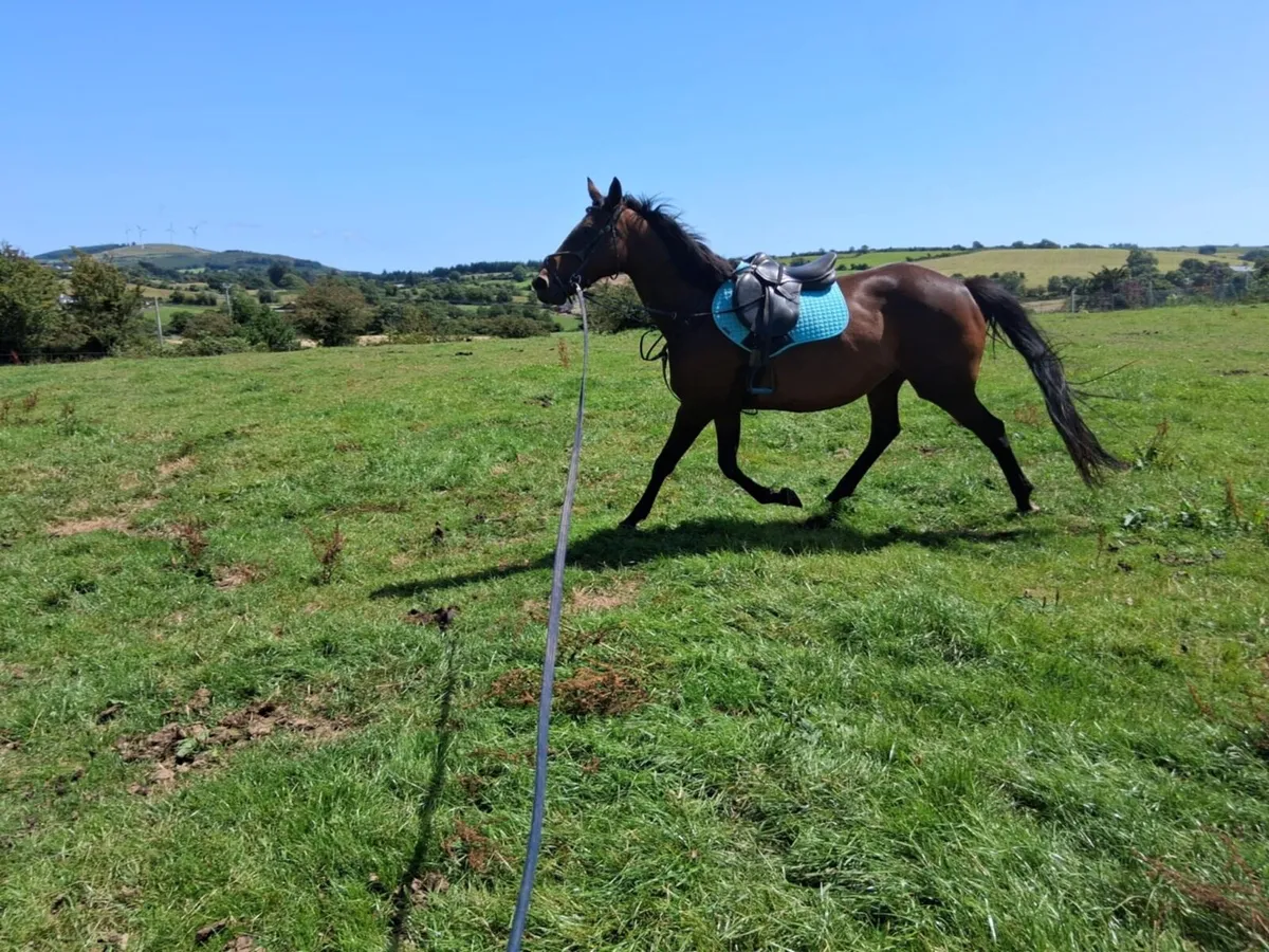 TB mare - Image 2