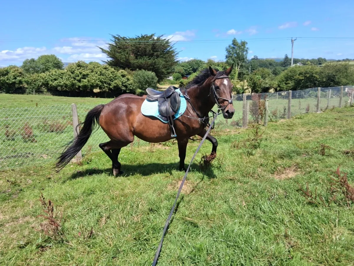 TB mare - Image 4