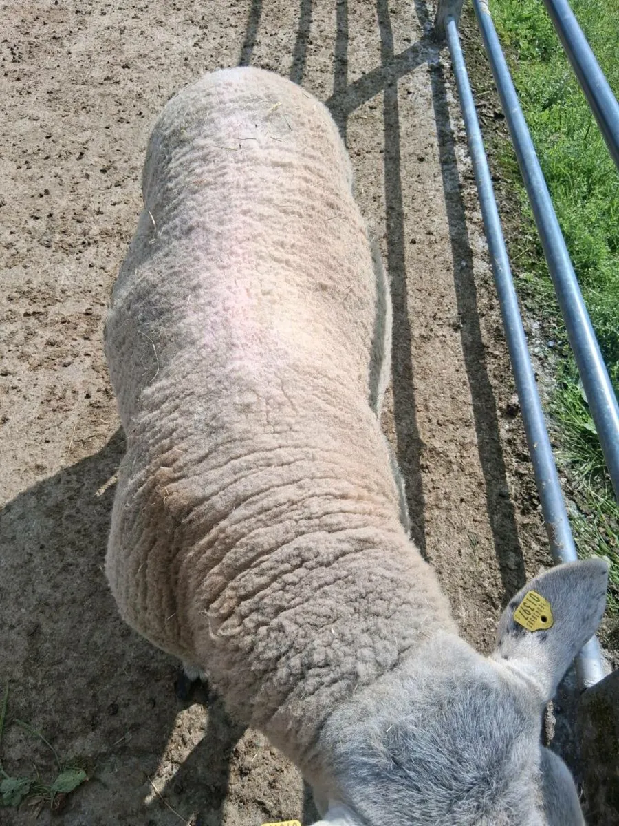 Organic ram - Image 2