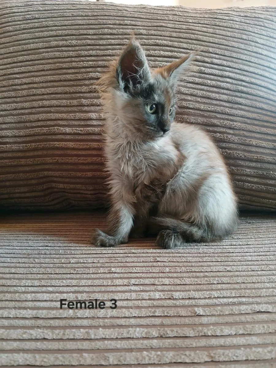 Maine coon kittens - Image 3