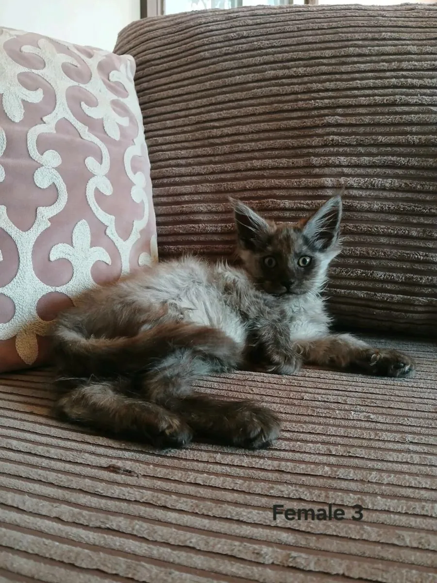 Maine coon kittens - Image 4