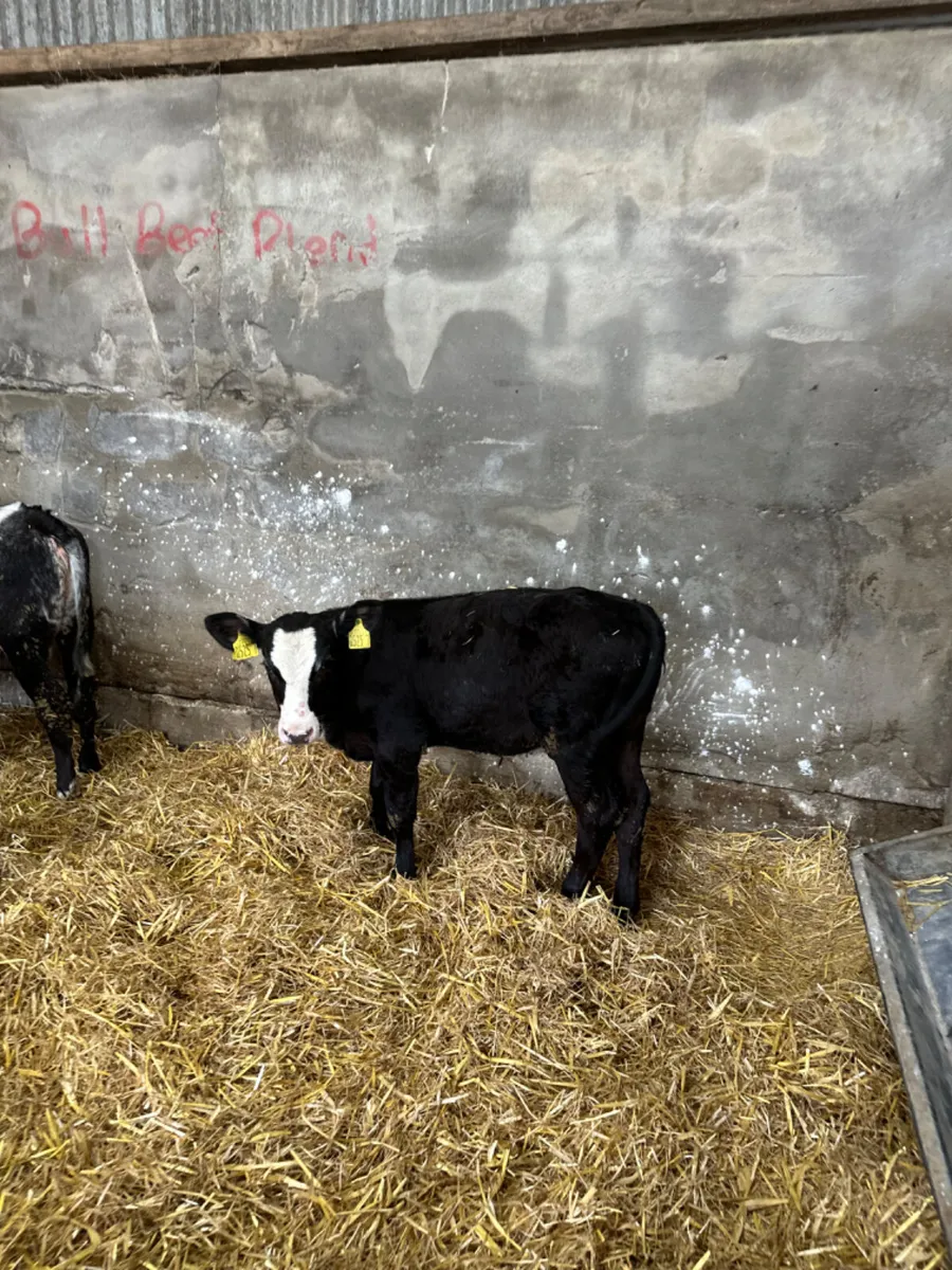 Blue and Simmental heifers - Image 4