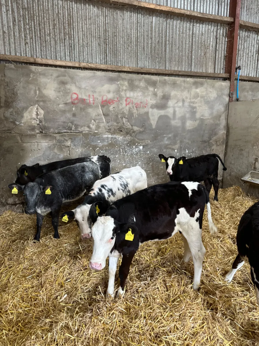 Blue and Simmental heifers - Image 3