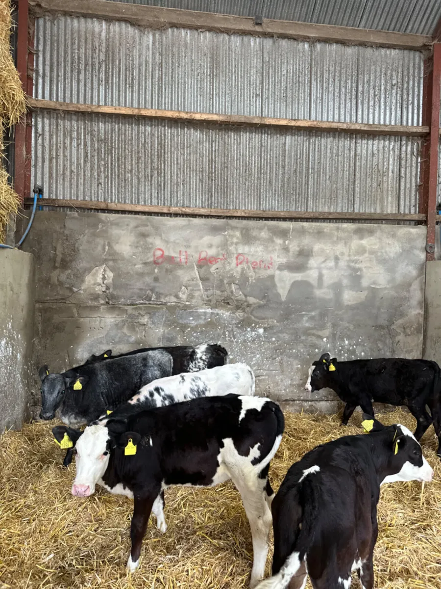 Blue and Simmental heifers - Image 2
