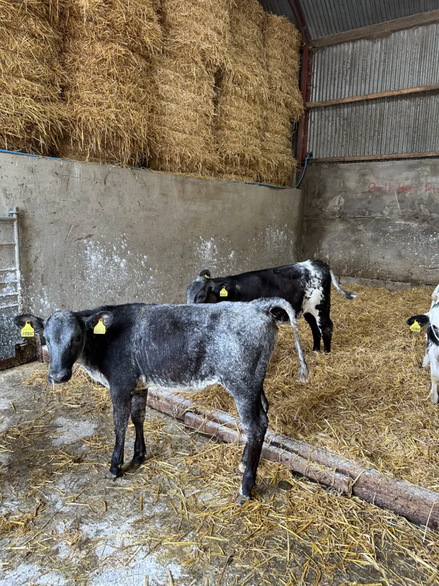 Blue and Simmental heifers - Image 1