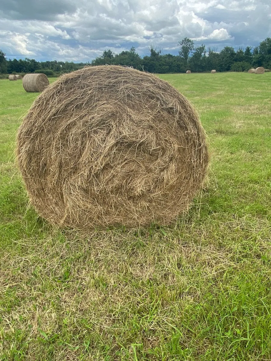 Round Bales Hay - Image 1