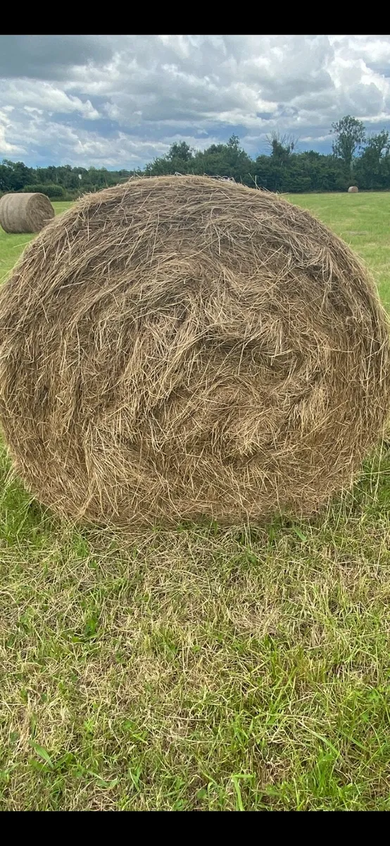 Round Bales Hay - Image 2