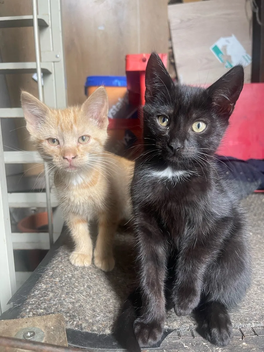 Kittens - Image 1