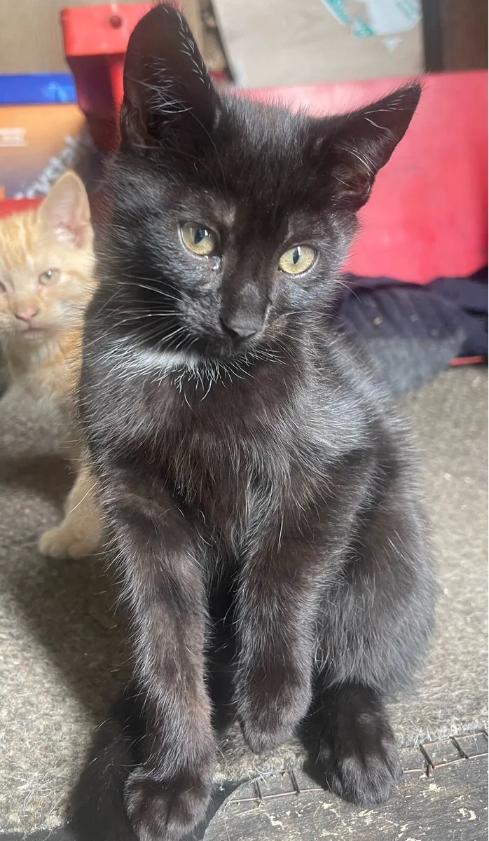 Kittens - Image 2