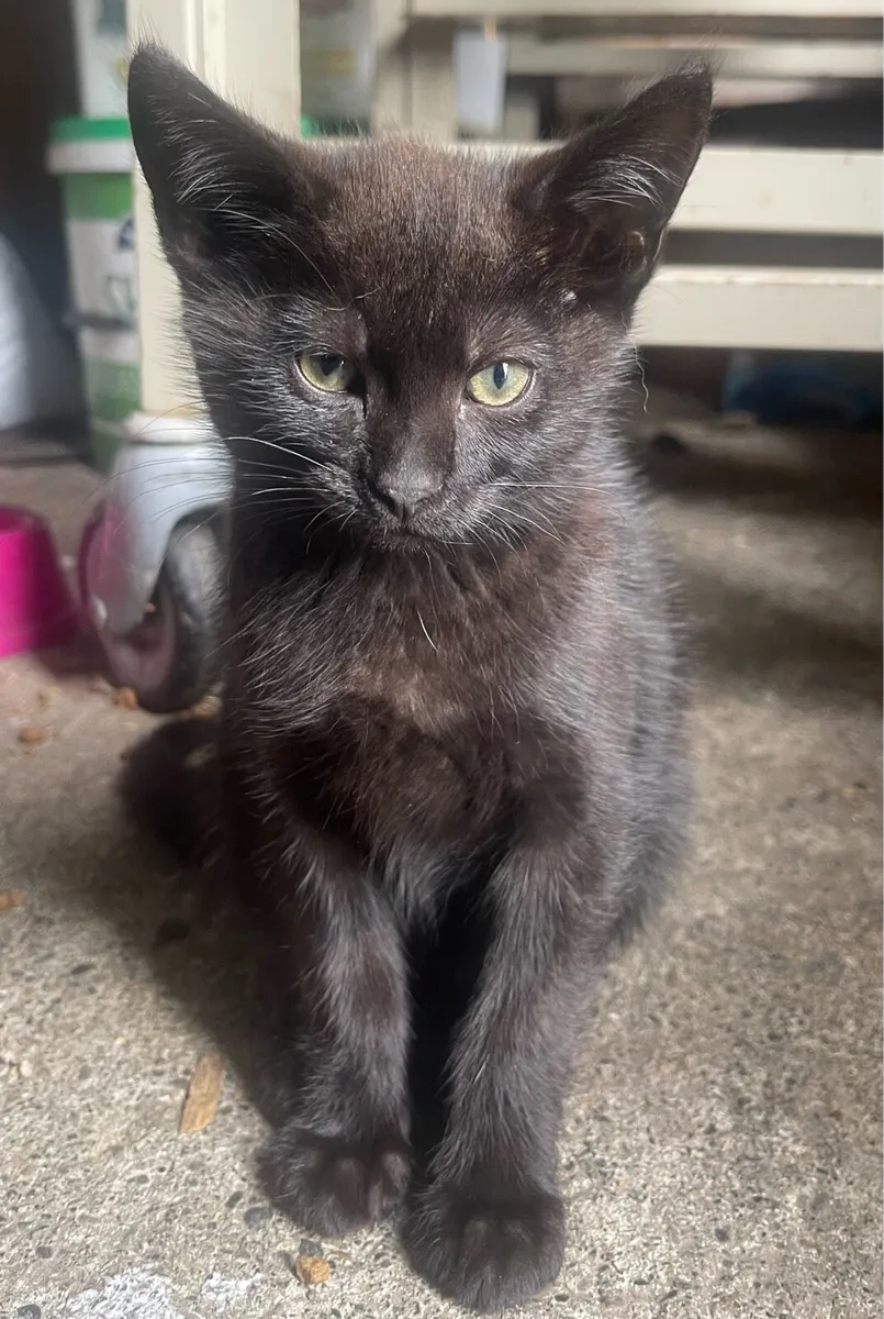 Kittens - Image 3