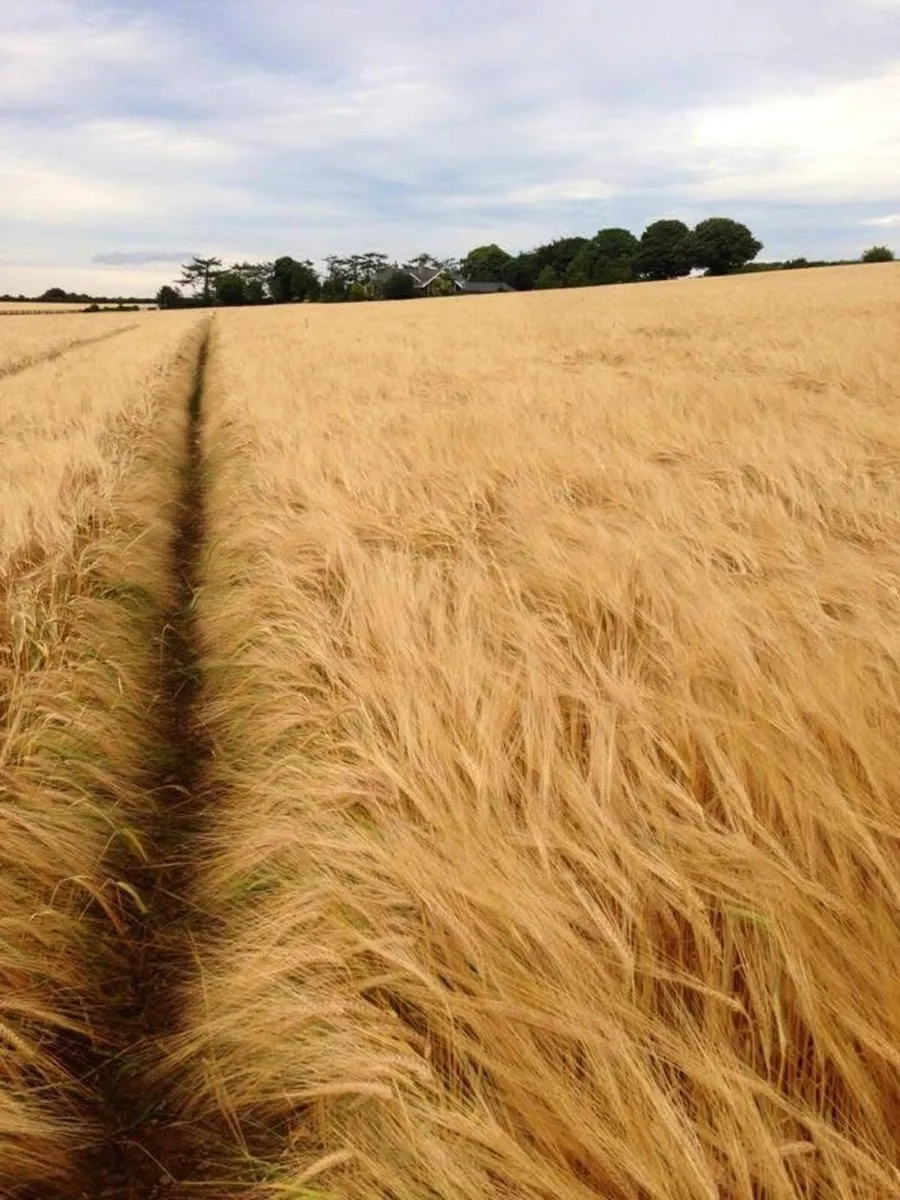Spring barley straw
