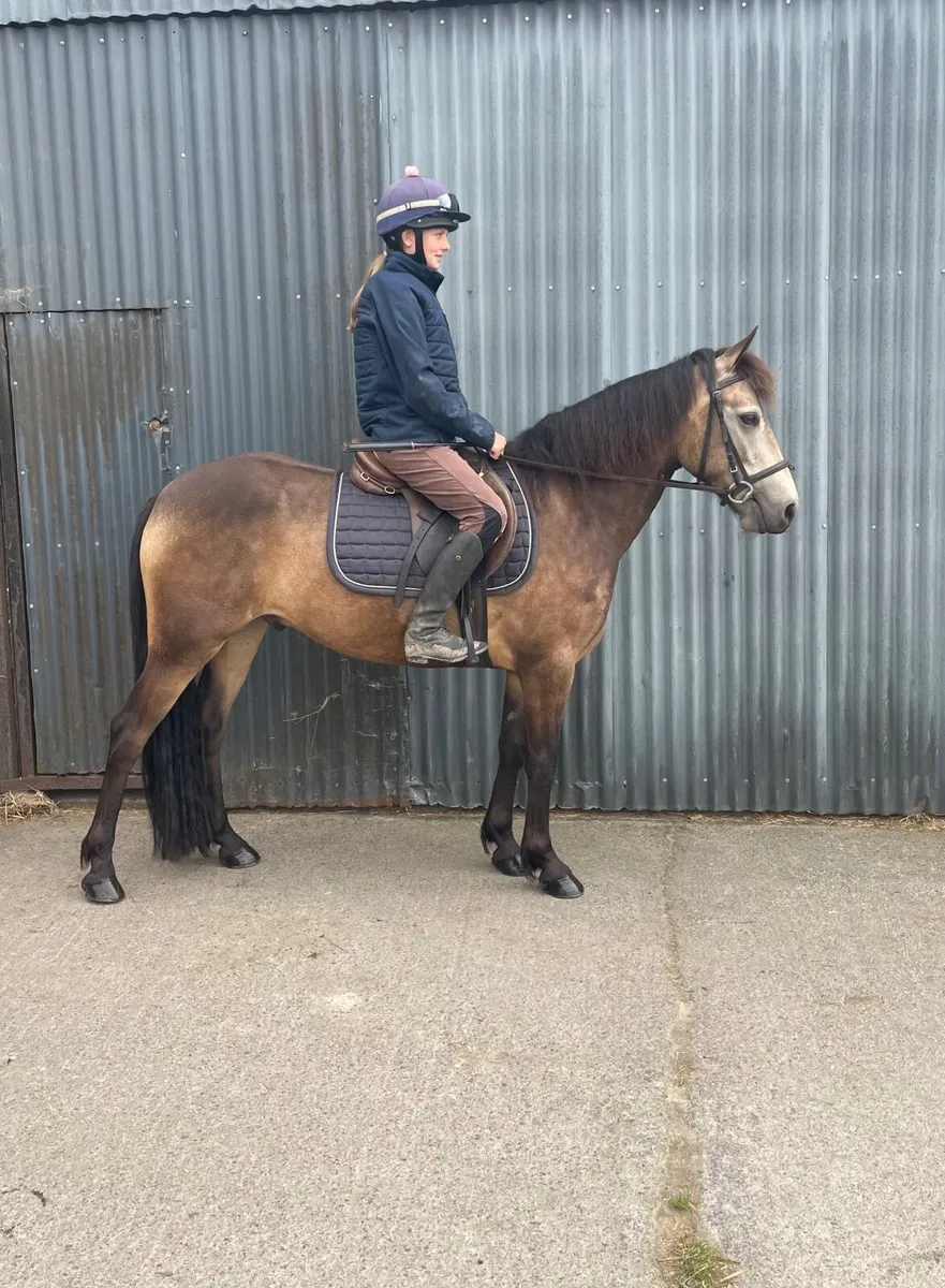 Dun gelding - Image 2